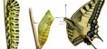 /album/especies/especies-3-jpg/